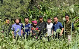 Người phụ nữ 67 tuổi lén trồng hơn 3.200 cây thuốc phiện