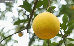 Phát triển nông nghiệp hữu cơ