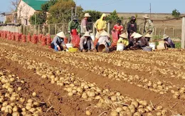 Giải bài toán tiêu thụ khoai tây trong nước