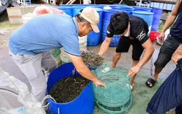 Bố trí nguồn lực đủ mạnh để phát triển kinh tế biển