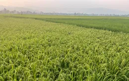 Ngắm hoàng hôn trên cánh đồng lớn nhất Tây Bắc