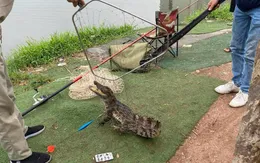 Cần thủ bắt được cá sấu dài gần 1m ở hồ câu Hà Nội gây sốt mạng