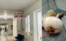 Ngộ độc do ăn nấm dại hái trong vườn
