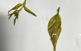 Cứu sống 2 chị em nguy kịch do bị ngộ độc lá ngón