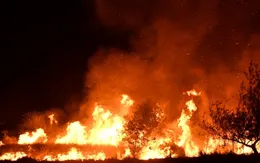 Huy động 300 người chữa cháy rừng ven biển Quảng Bình