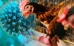 Điều tra nguồn lây, xử lý triệt để ổ dịch cúm A(H9) tại Tiền Giang