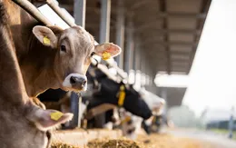 Nguy cơ lây lan virus cúm gia cầm ở bò ngoài nước Mỹ