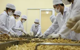 Thủ tướng chỉ đạo tháo gỡ khó khăn trong xuất khẩu dược liệu