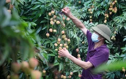 Sản lượng vải thiều sớm giảm mạnh