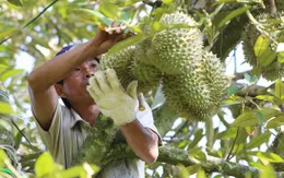 Tăng nóng diện tích sầu riêng đe dọa phá vỡ ngành hàng