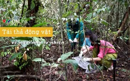 Tái thả tê tê và rùa về ngôi nhà tự nhiên – nỗ lực của những người làm bảo tồn tại VQG Cát Tiên