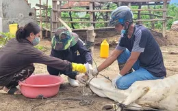 Dịch lở mồm long móng có nguy cơ lây lan rộng ở Gia Lai