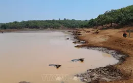 Mưa chấm dứt nắng hạn gần nửa năm tại Bình Phước