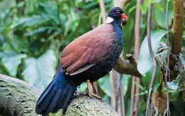 Sự tái xuất thần kỳ của loài bồ câu đã tuyệt chủng hơn 1 thế kỷ