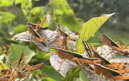 Châu chấu tre hoành hành tại Cao Bằng