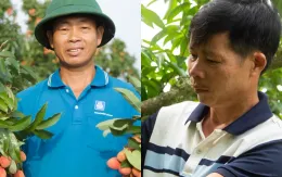 Vải thiều mất mùa: Kẻ khóc - người cười