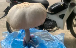 Chủ động phòng ngộ độc thực phẩm có độc tố tự nhiên