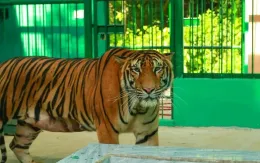 Vụ người dân thấy hổ tại Quảng Bình: Chưa phát hiện dấu hiệu bất thường