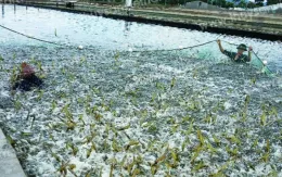 Tôm chết do thời tiết thất thường