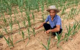 Trung Quốc: Nông dân Sơn Đông mất 90% vụ mùa vì nắng nóng