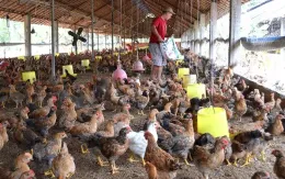 Giá gia cầm giảm mạnh