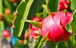 Tuần hàng Việt Nam tại Nhật Bản 2024