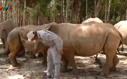 Ngày mới ở vườn thú trên đảo