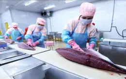 Xuất khẩu cá ngừ tăng trưởng "thần tốc"