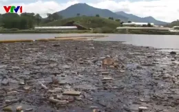 Rác thải, bao bì thuốc bảo vệ thực vật tràn ngập hồ cấp nước sinh hoạt cho Đà Lạt