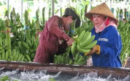 Chuối nằm trong top 10 mặt hàng xuất khẩu lớn của Việt Nam