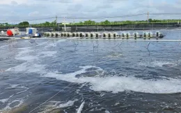 Hệ lụy từ mua bán giống thủy sản nhập lậu