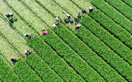 Trung Quốc đẩy mạnh phát triển nông nghiệp xanh