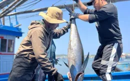 Ngư dân vượt khó vươn khơi bám biển