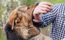 Nhiều người nhập viện do bị chó cắn