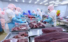 Xuất khẩu cá ngừ sang Italy tăng trưởng 3 con số