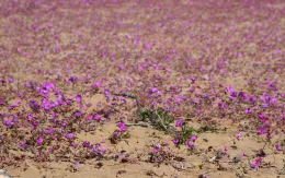 Hoa nở rộ trên sa mạc khô cằn bậc nhất thế giới