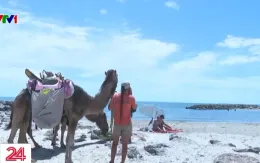 Thị trấn ở Pháp dùng lạc đà dọn rác cho du khách