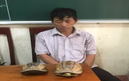 Khởi tố đối tượng mua bán cá thể rùa quý, hiếm
