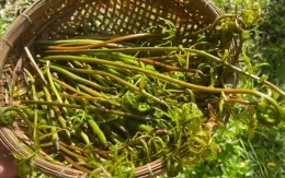 Đọt choại: rau dại mùa mưa do thiên nhiên ban tặng người dân miệt đồng