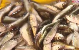 Sản vật mùa nước nổi tại miền Tây Nam Bộ