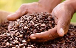 Sau khi tăng vọt, giá cà phê bất ngờ lao dốc