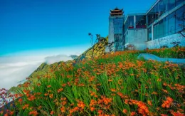 Lễ hội Hoa dơn thóc trên đỉnh Fansipan