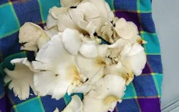Lào Cai: 3 người trong một nhà bị ngộ độc sau khi ăn nấm hái trong vườn