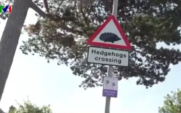 Hy hữu thủ đô London (Anh) dành riêng lối sang đường cho nhím