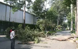 TP Hồ Chí Minh: Cần có giải pháp để quản lý cây xanh hiệu quả
