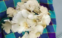 Lào Cai: Xác định độc tố loài nấm gây ngộ độc tại xã La Pan Tẩn, Mường Khương