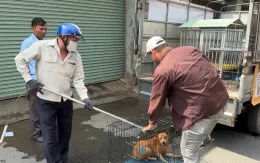 Nâng cao nhận thức của người dân về phòng, chống bệnh dại