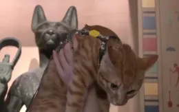 Bảo tàng Trung Quốc cho phép khách mang theo mèo