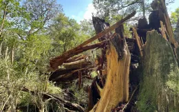 Cây tuyết tùng 3.000 năm tuổi tại Nhật Bản bị đổ do gió bão