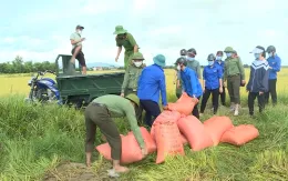 Nông dân Bắc Trung Bộ  gặt lúa chạy bão